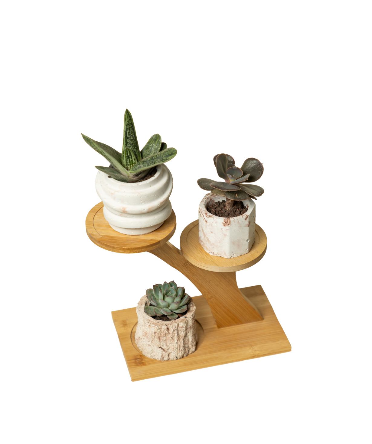 Բույս «Eco Garden» Սուկուլենտ №81