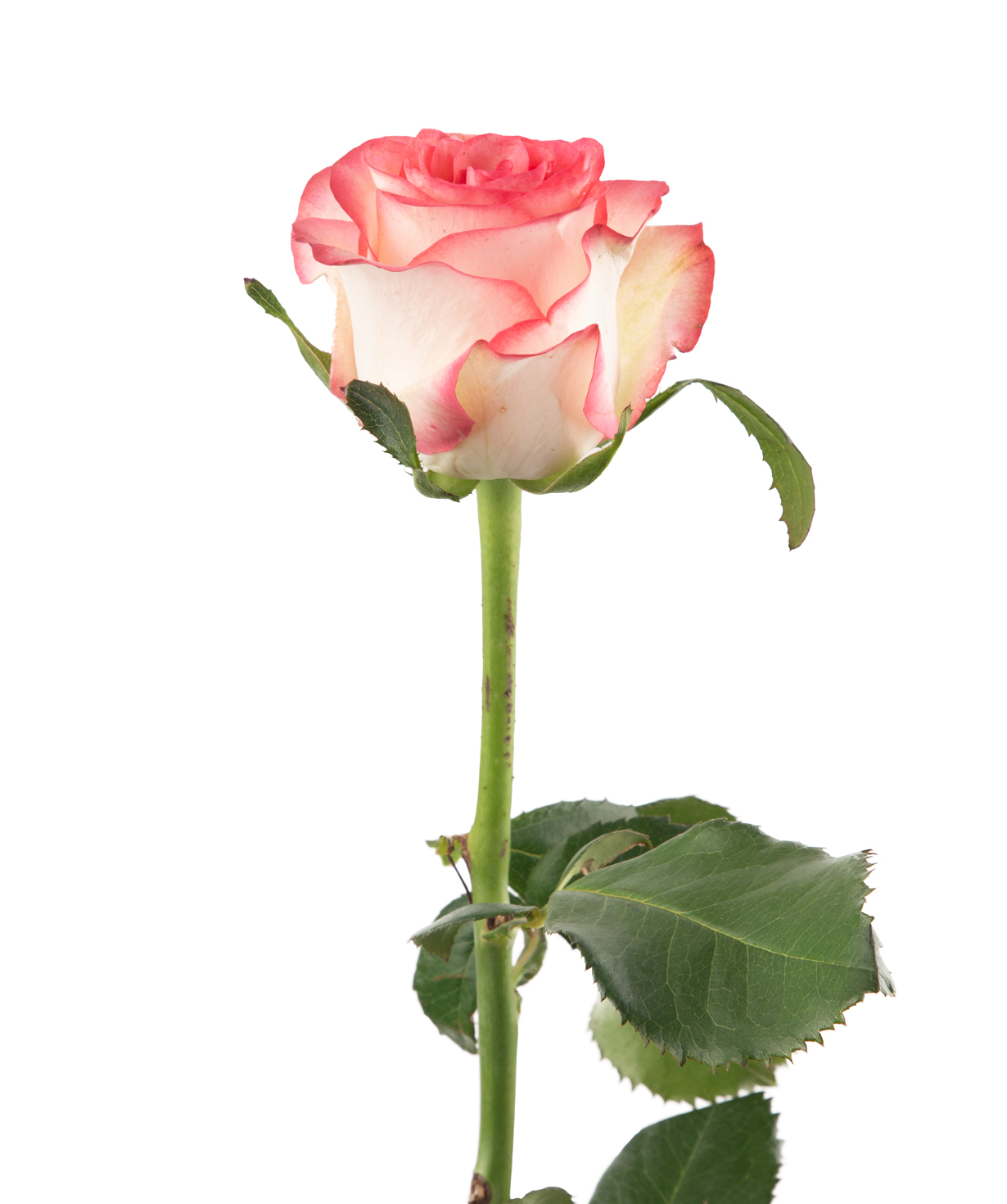 Роза «Jumilia» розовый, 80 см