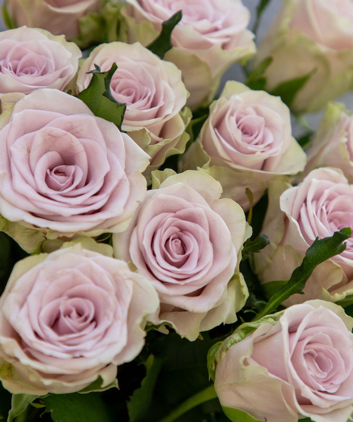 Розы `Silverado` светло-фиолетовыe 15 шт