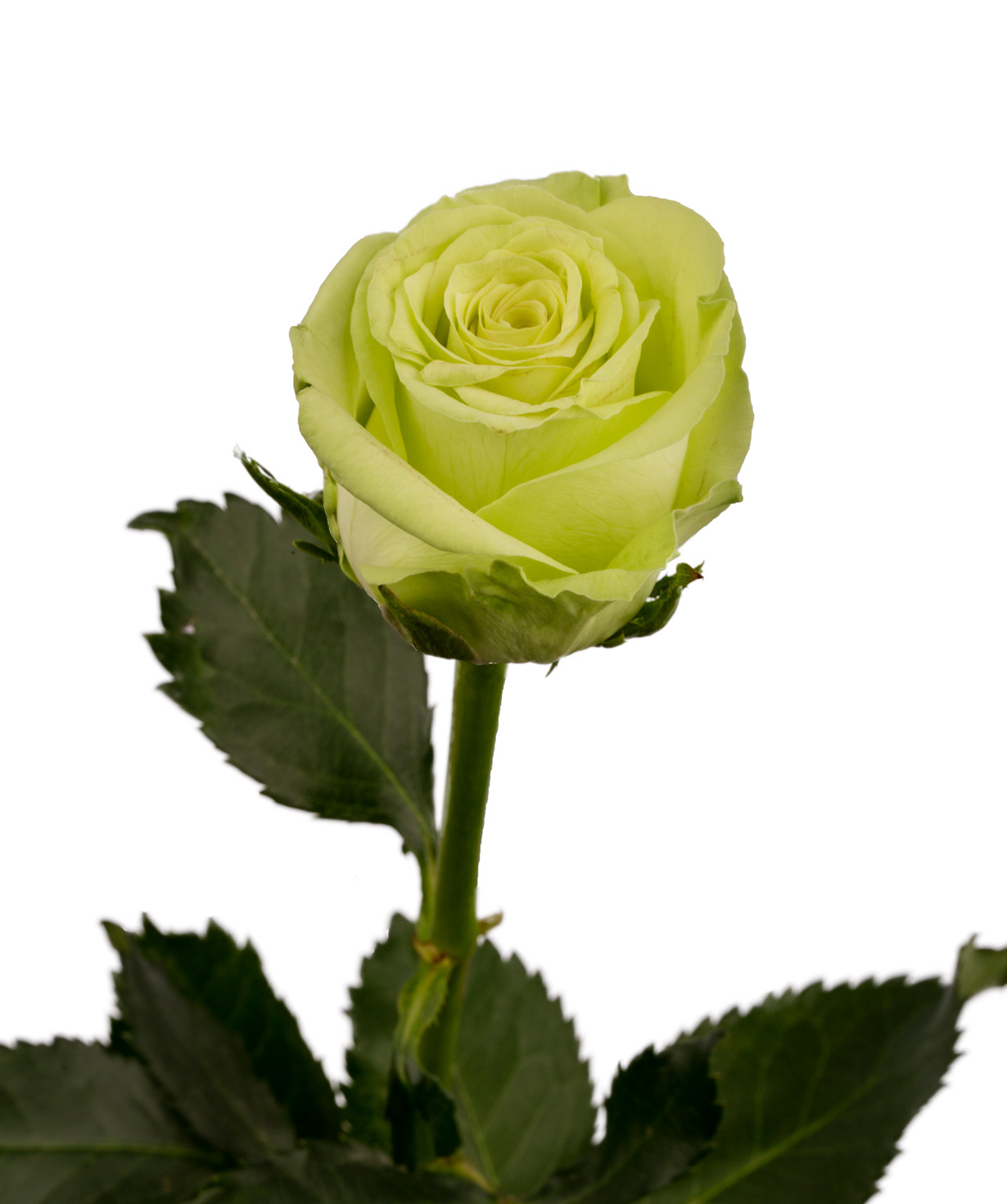 Роза `Green gene` зеленая