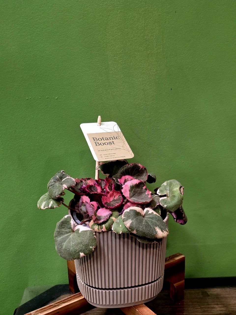 Բույս «Greenarium» Saxifraga satolonifera №48