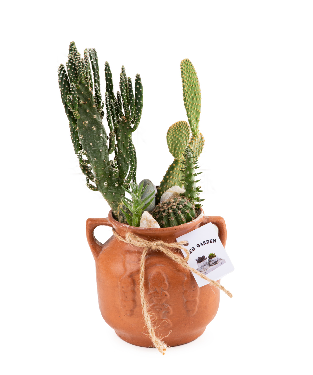 Plant ''Eco Garden'' Succulent and Cactus №31