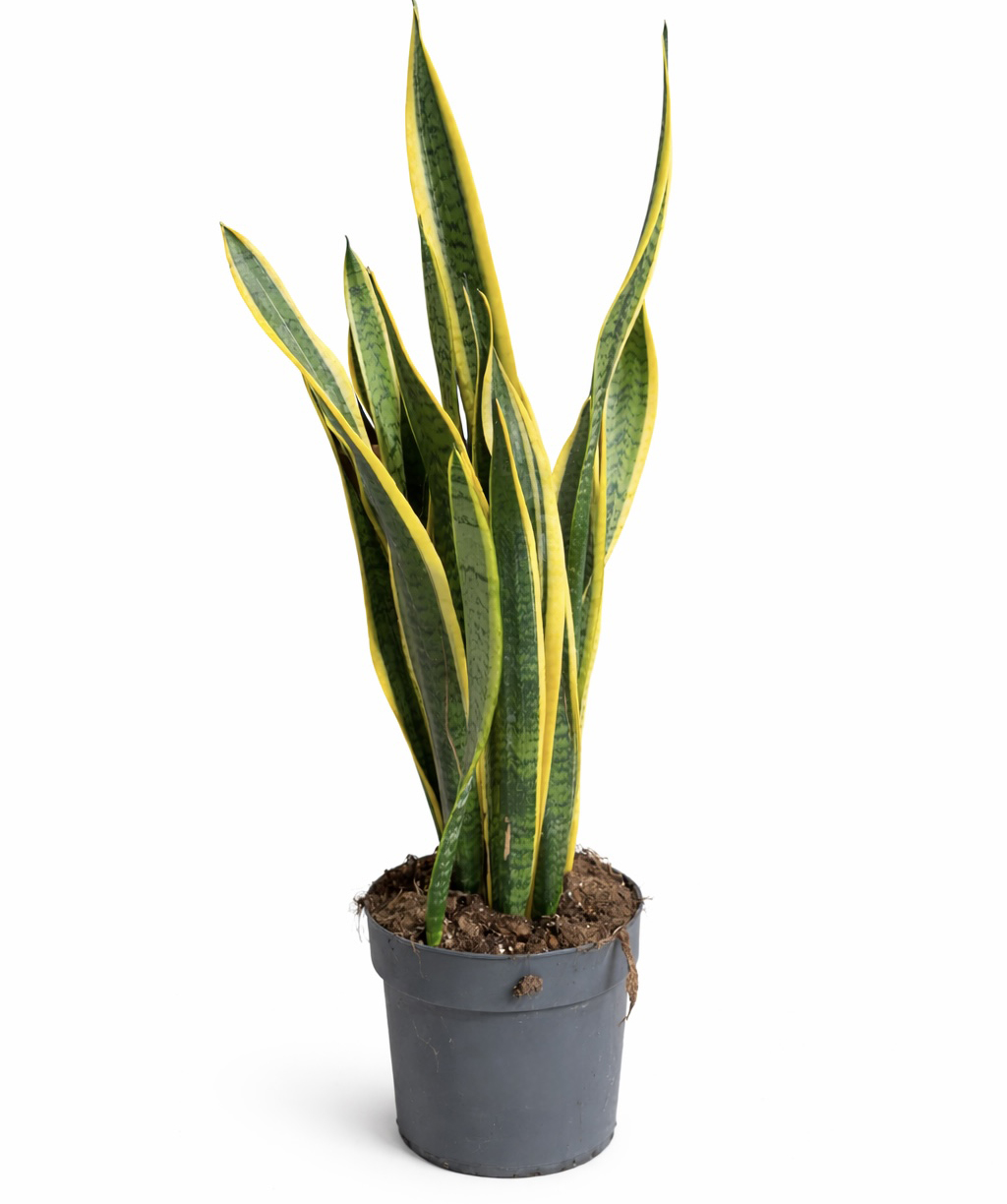 Растение «O2 Gardens» Sansevieria