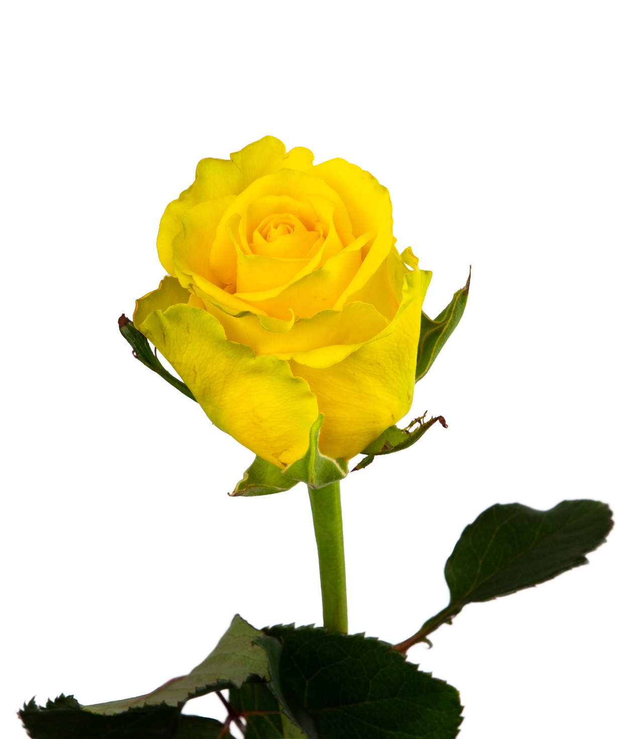 Գյումրվա վարդ «Penny Lane» դեղին, 80 սմ