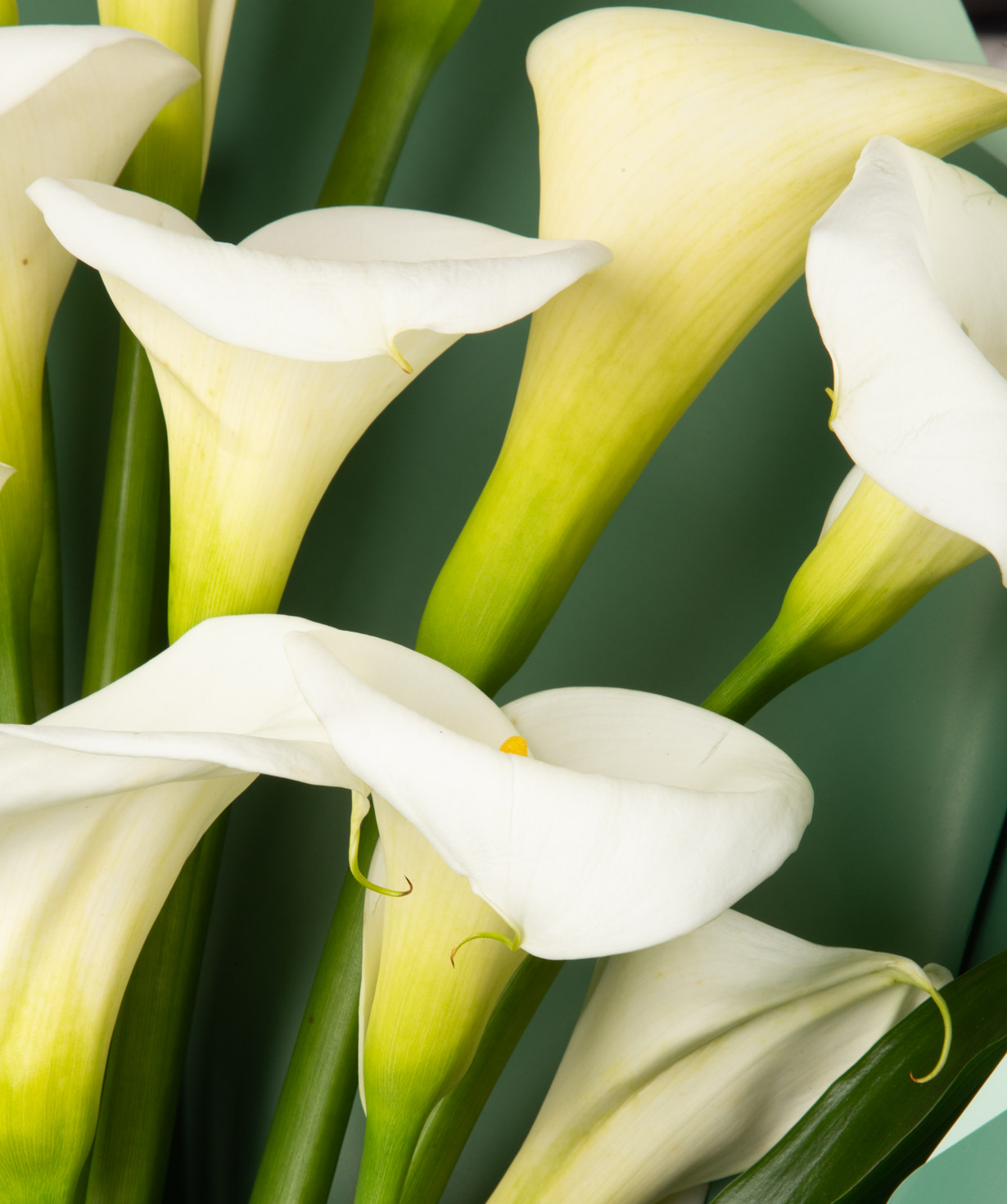 Bouquet `Vilvoorde` with calla lilies