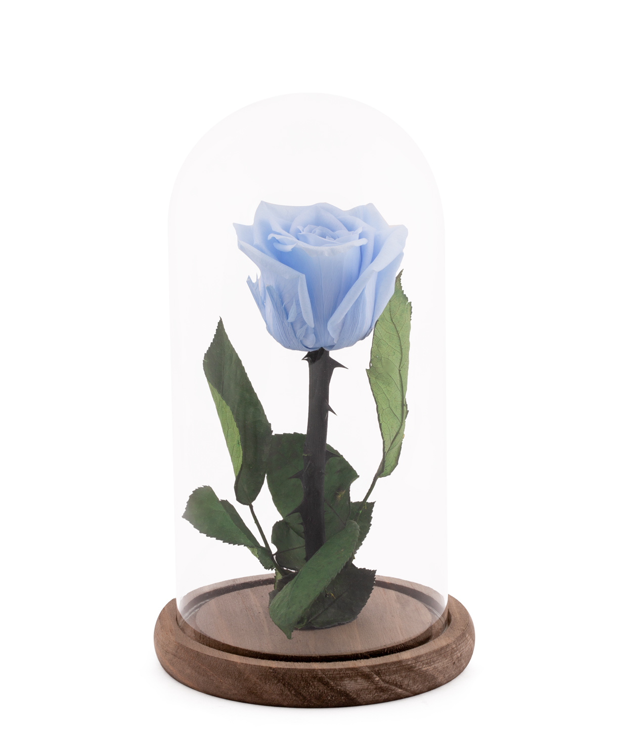 Роза `EM Flowers` вечная голубая 21 см в колбе