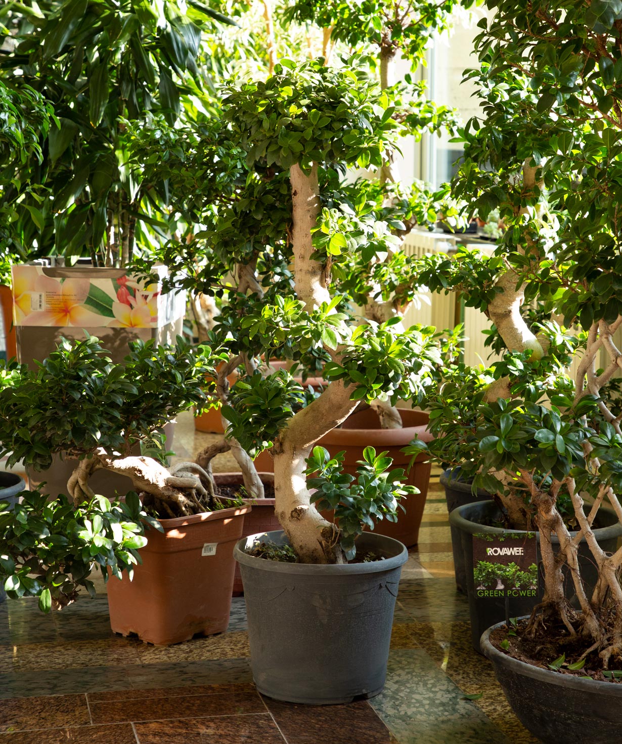 Plant `Grig Garden` Bonsai