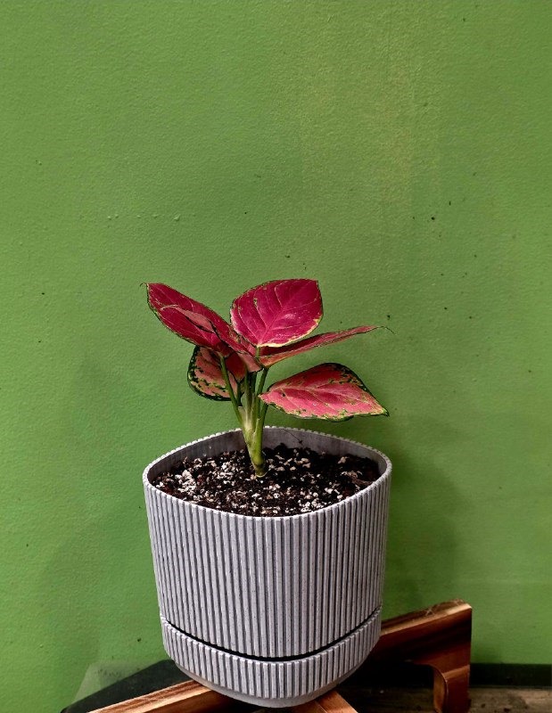 Բույս «Greenarium» Aglaonema №47