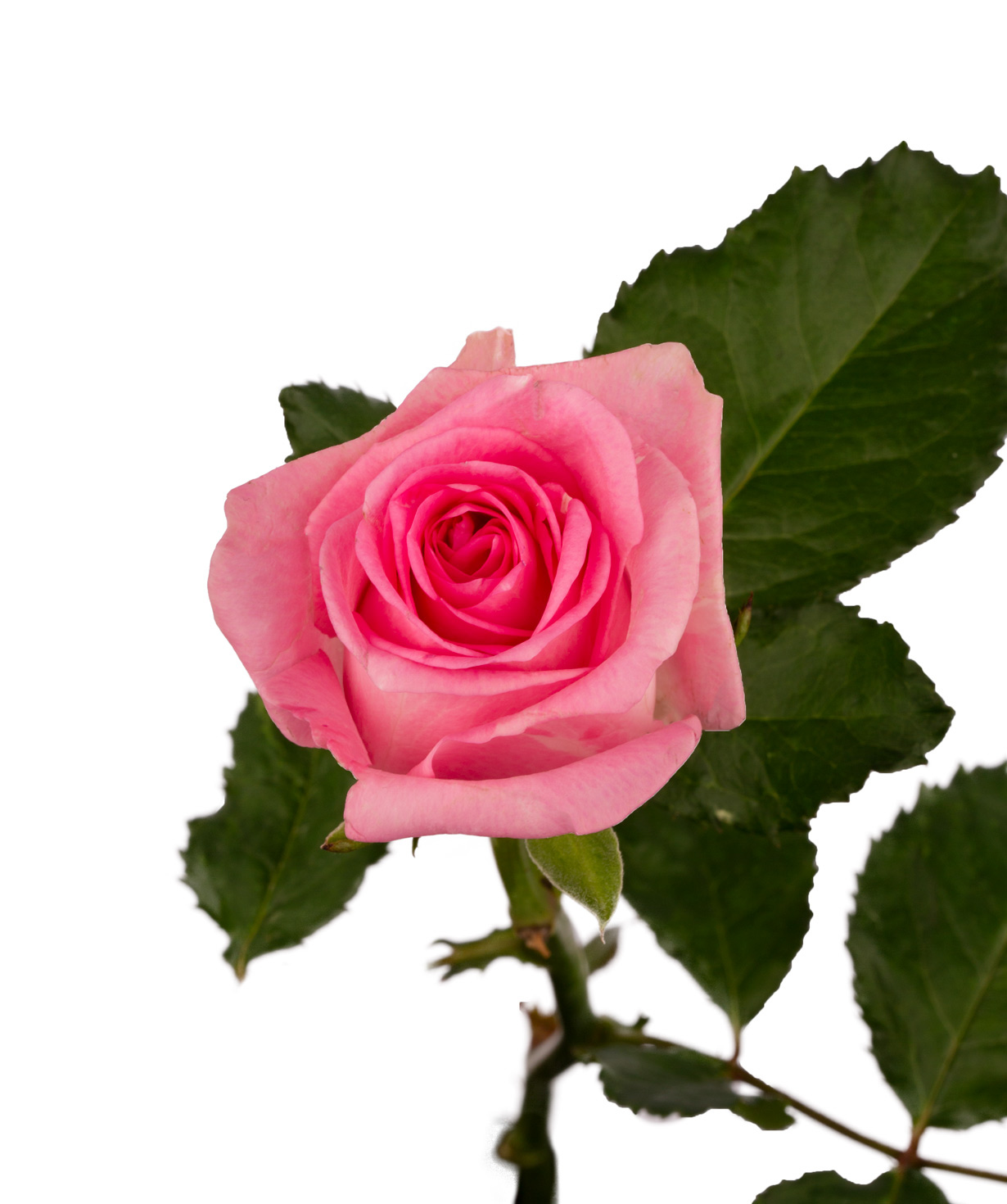 Роза `Revival` светло-розовая