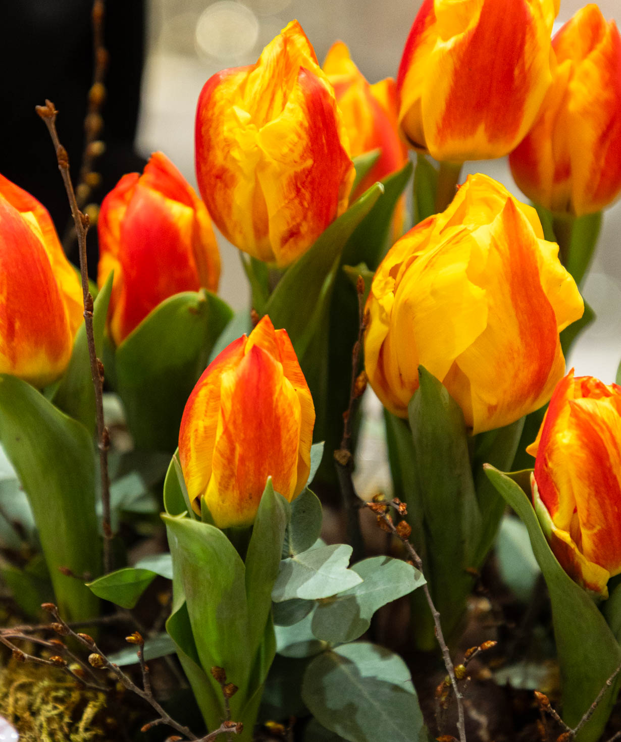 Композиция «Avre» с тюльпанами