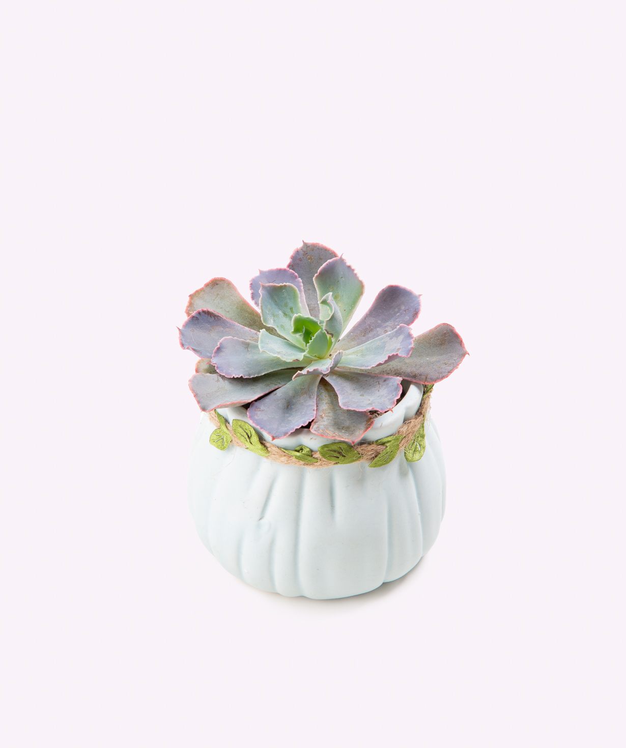 Растение «Eco Garden» Сукулент №53