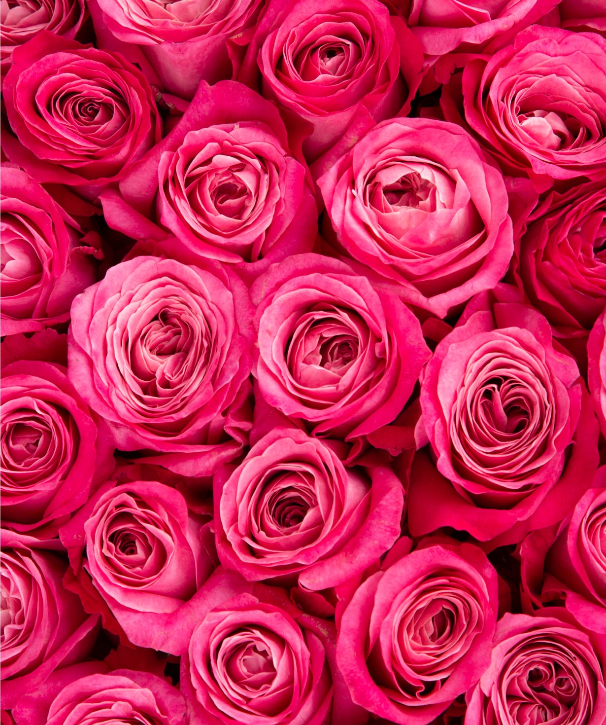 Կոմպոզիցիա «Ստինիանո» վարդերով վարդագույն