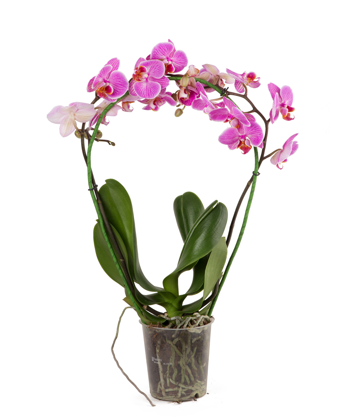 Растение `Orchid Gallery` Орхидея, арочная №18