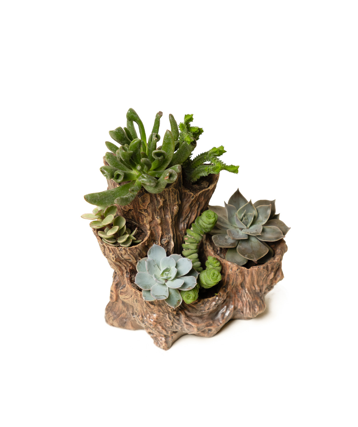 Plant «Eco Garden» Succulent №79