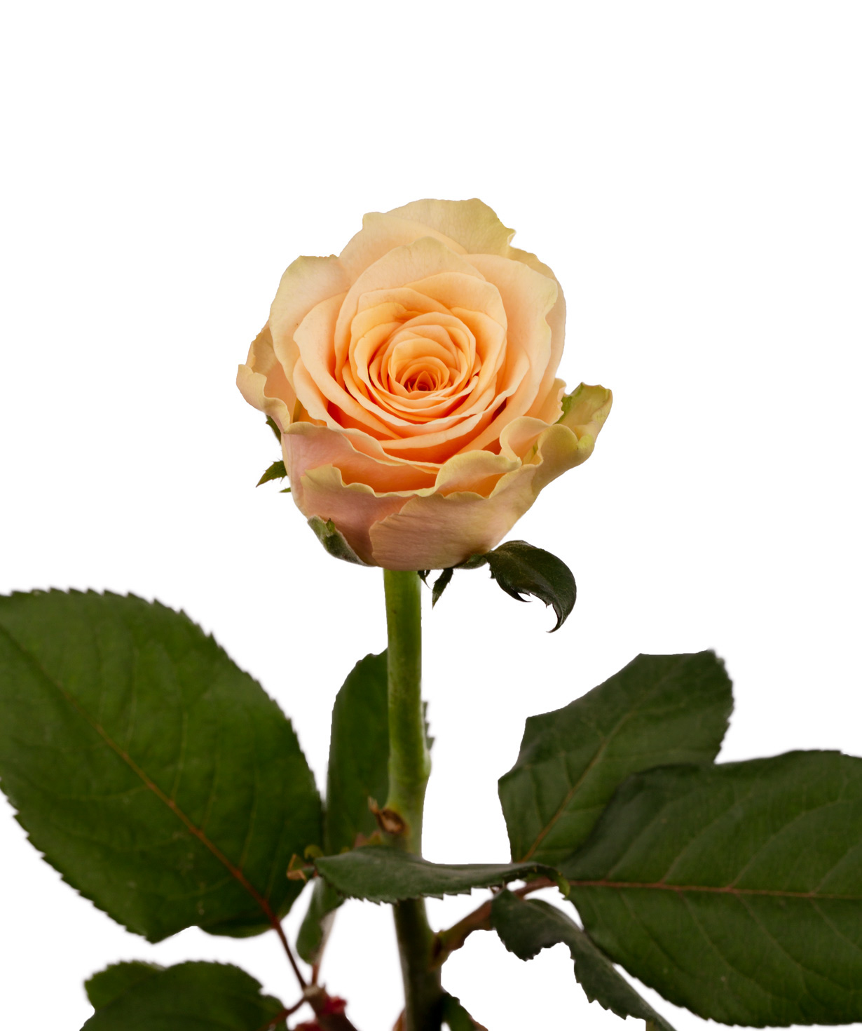 Rose `Primavera` peach