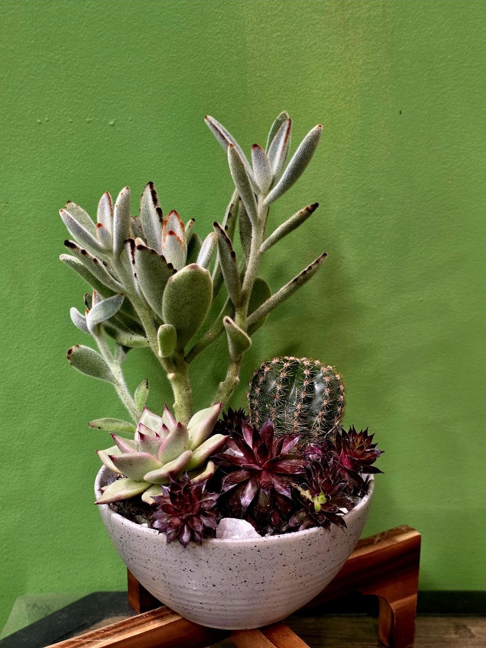 Բույս «Greenarium» Սուկուլենտային կոմպոզիցիա №40