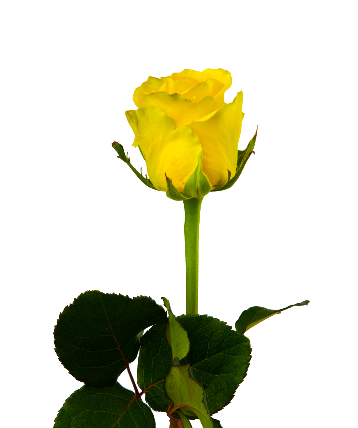 Գյումրվա վարդ «Penny Lane» դեղին, 80 սմ