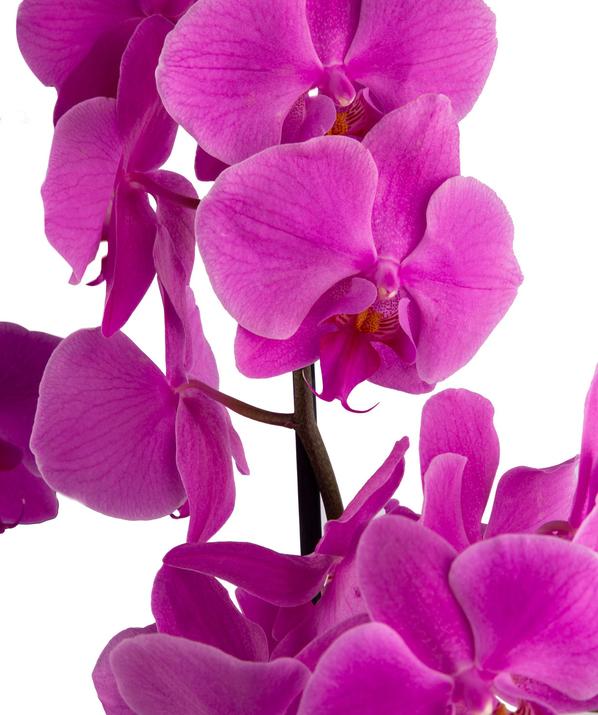 Растение `Orchid Gallery` Орхидея №14