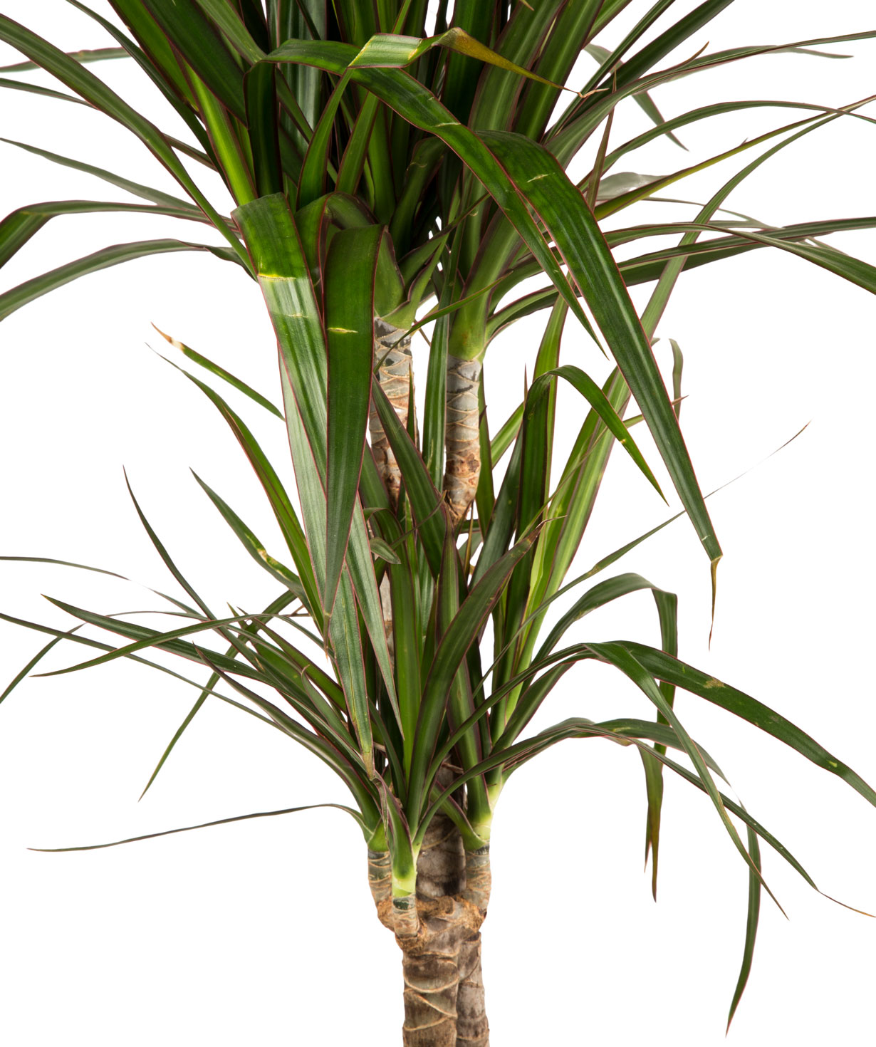 Plant `Orchid Gallery` Dracaena №1