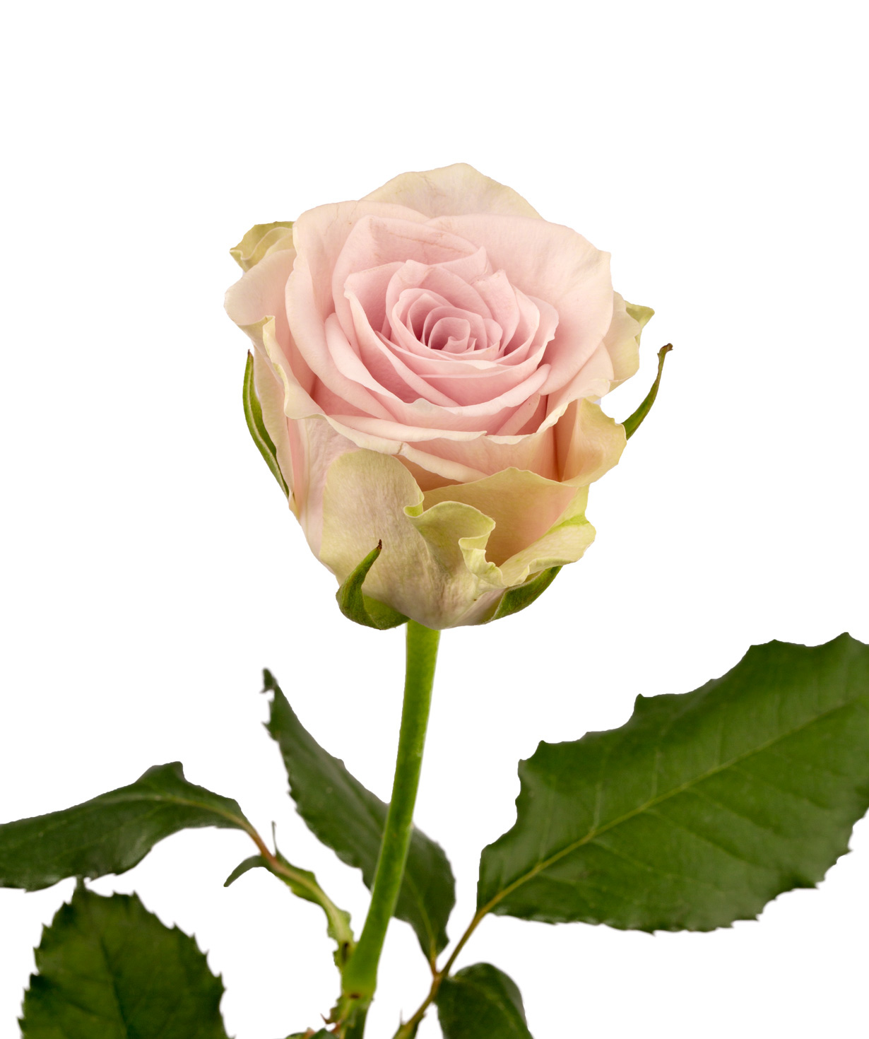 Роза `Silverado` светло-фиолетовая