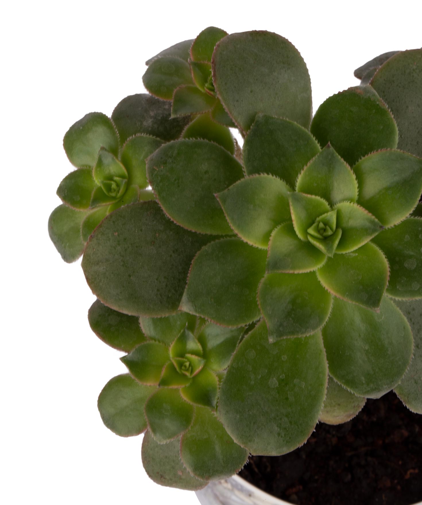 Растение `Eco Garden` Эониум триколор