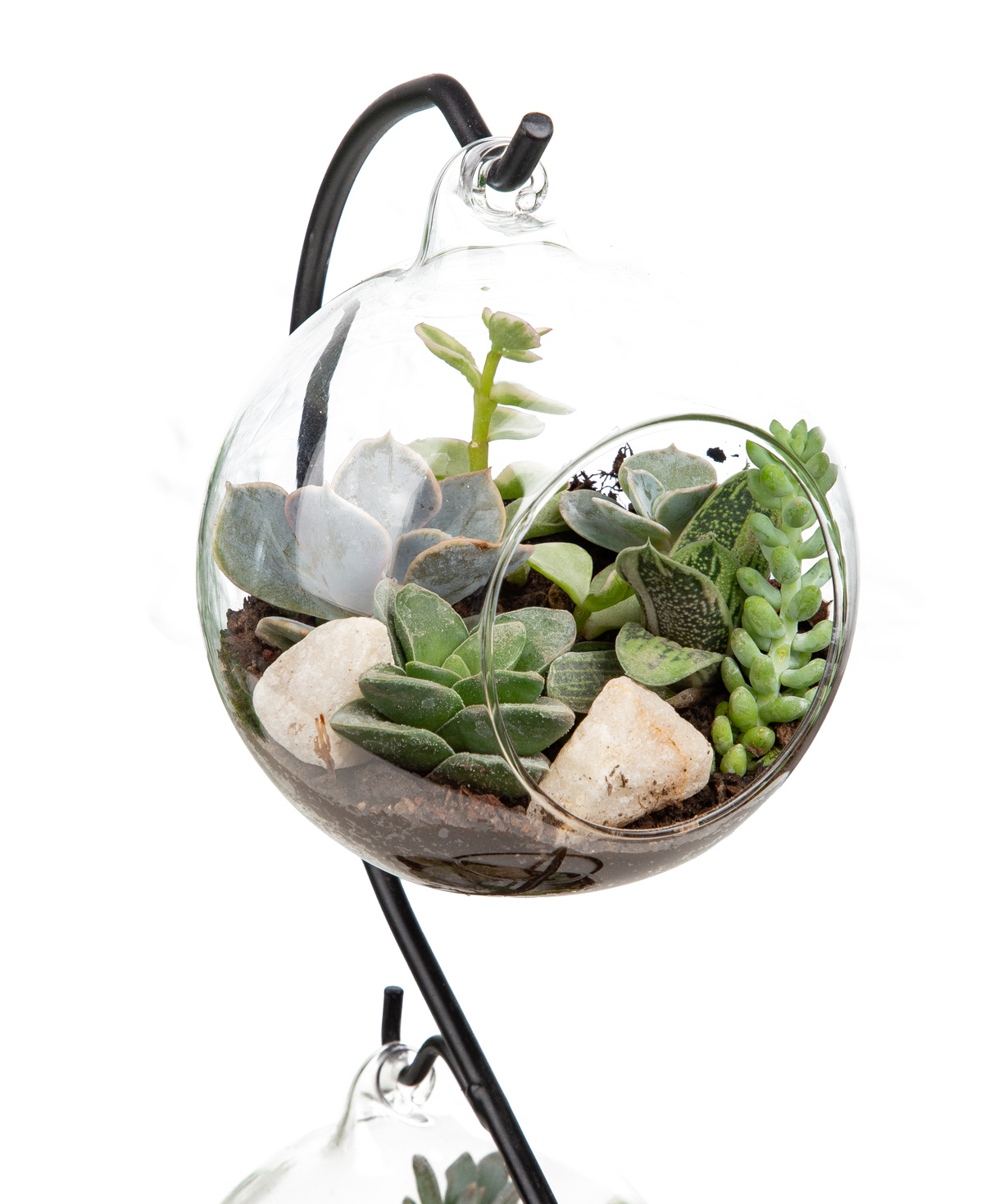 Plant «Eco Garden» Succulent №47