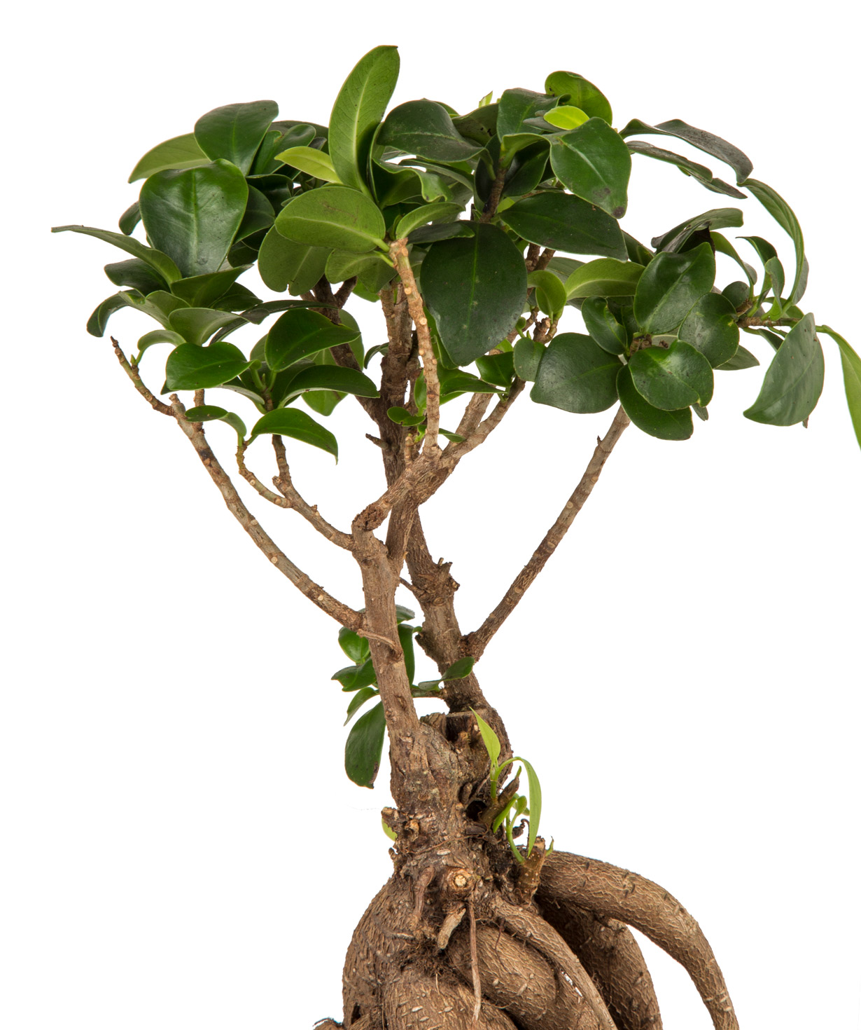 Ficus ginseng `Orchid Gallery` №1