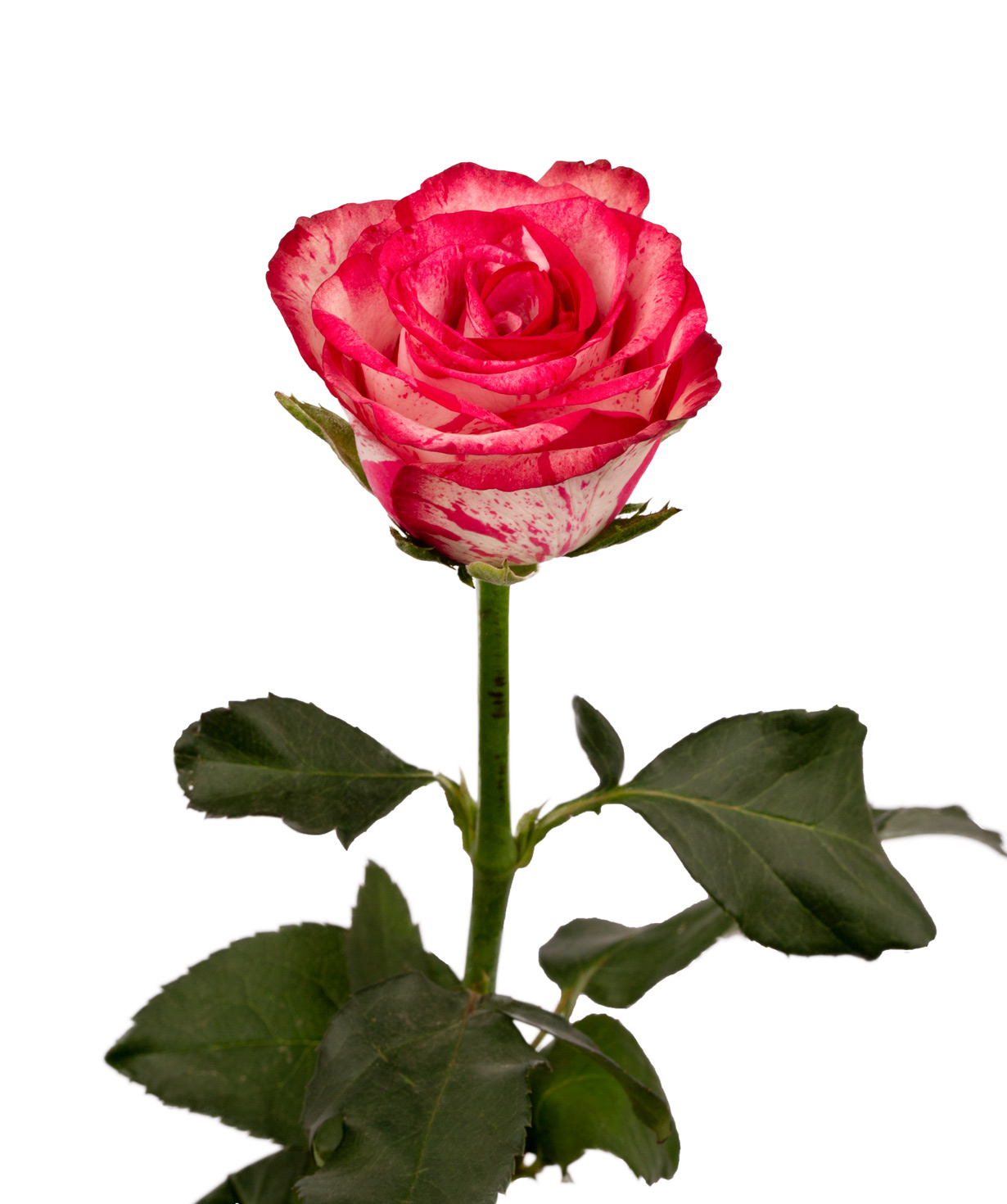 Վարդ «Baracuda» վարդագույն