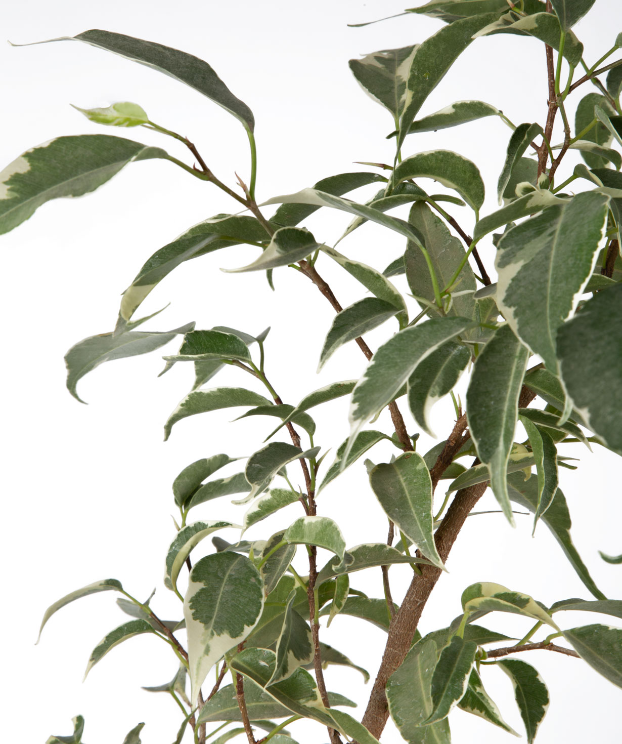 Plant `Eco Garden` Ficus Benjamin №1