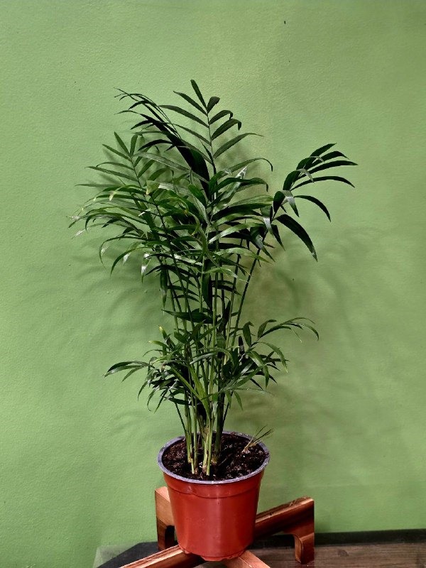 Բույս «Greenarium» Խամեդորիա №34