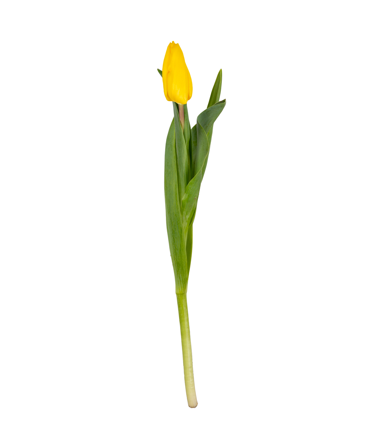 Tulip «Mon Amie» yellow, 1 pc №1
