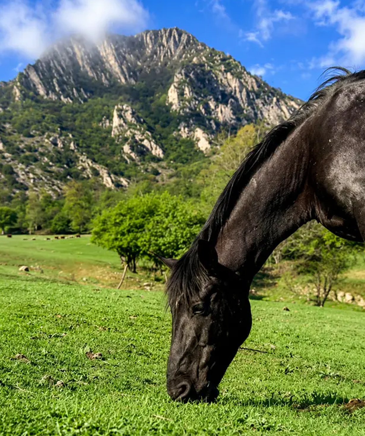Buggy tour «Dilijan Adventures» Horse Riding, 3 people