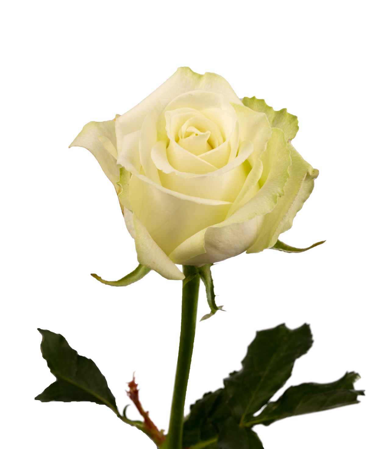 Rose `Polar star` white, 80 cm