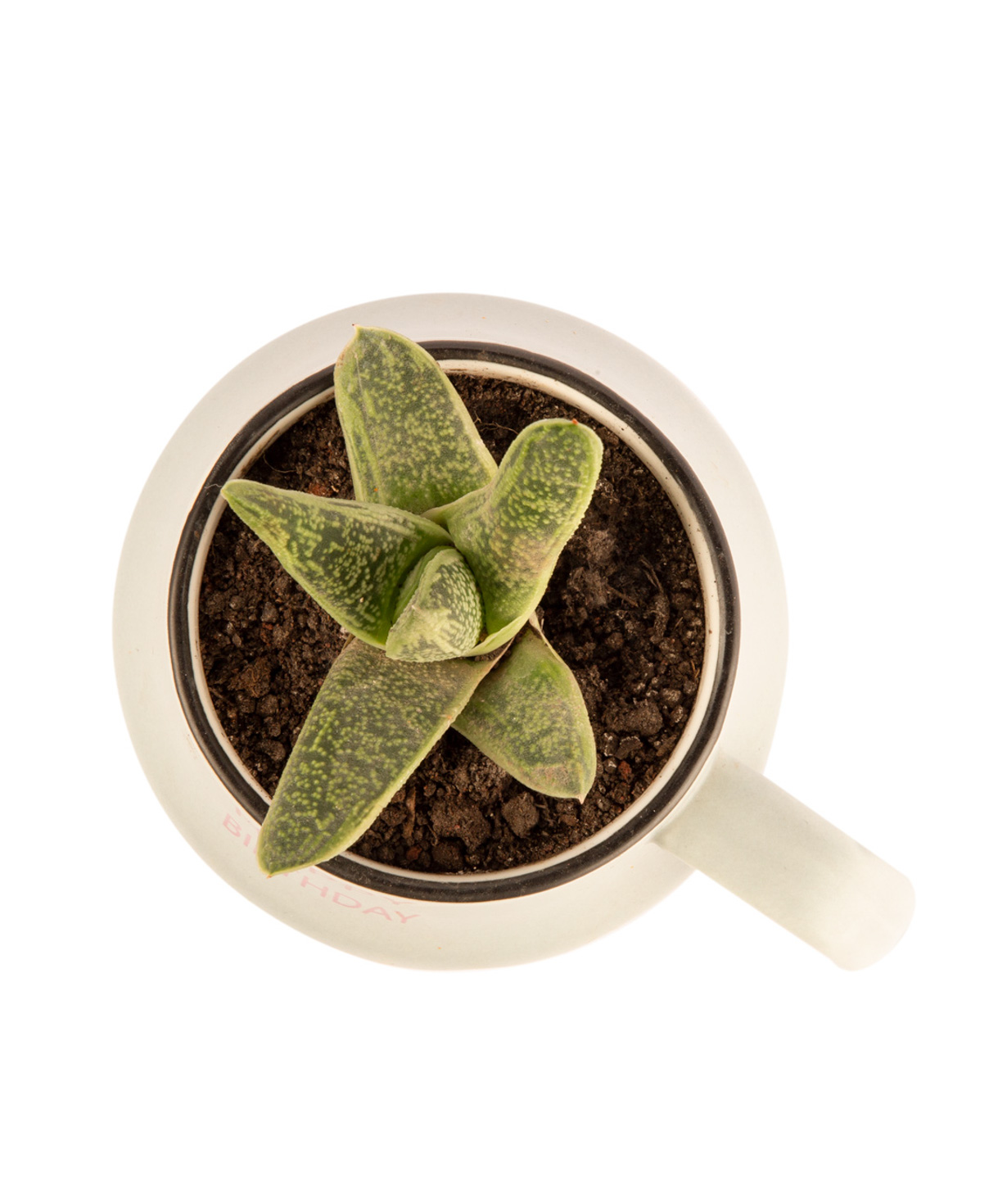 Plant `Eco Garden` Succulent №10