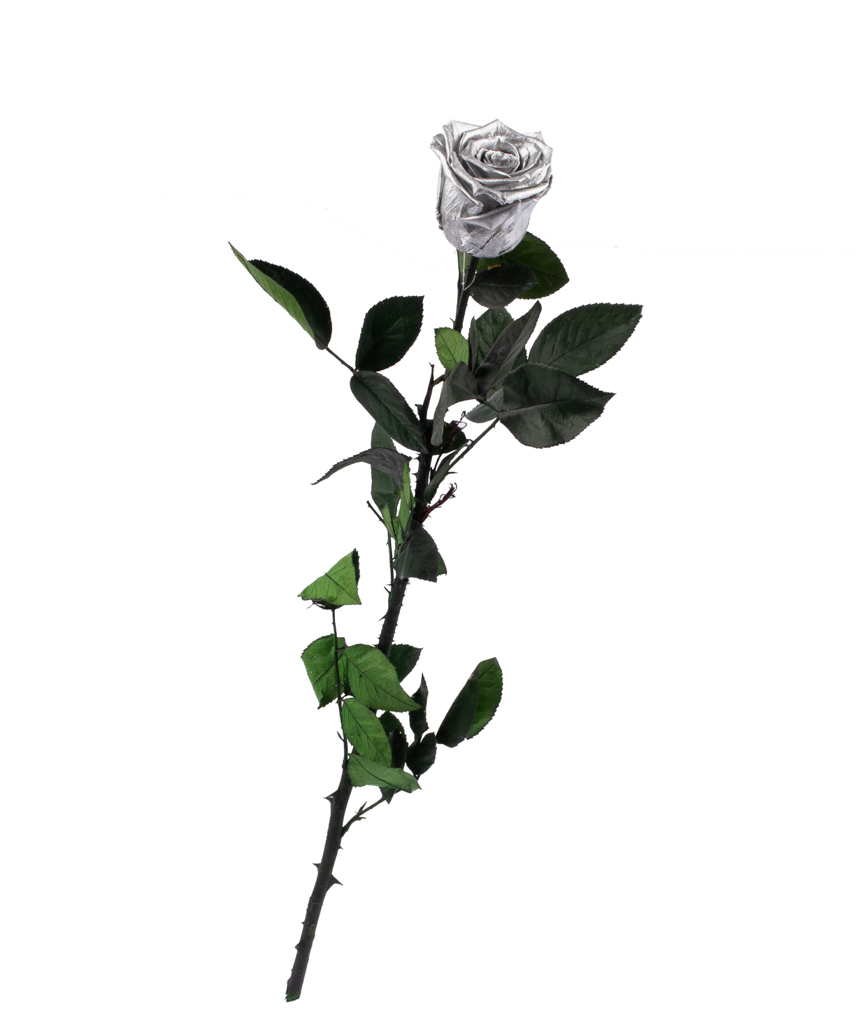 Վարդ «EM Flowers» հավերժական արծաթագույն 50 սմ