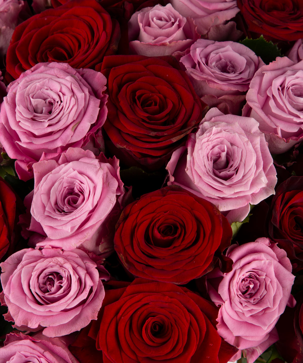 Розы `Red Naomi & Maretim` микс