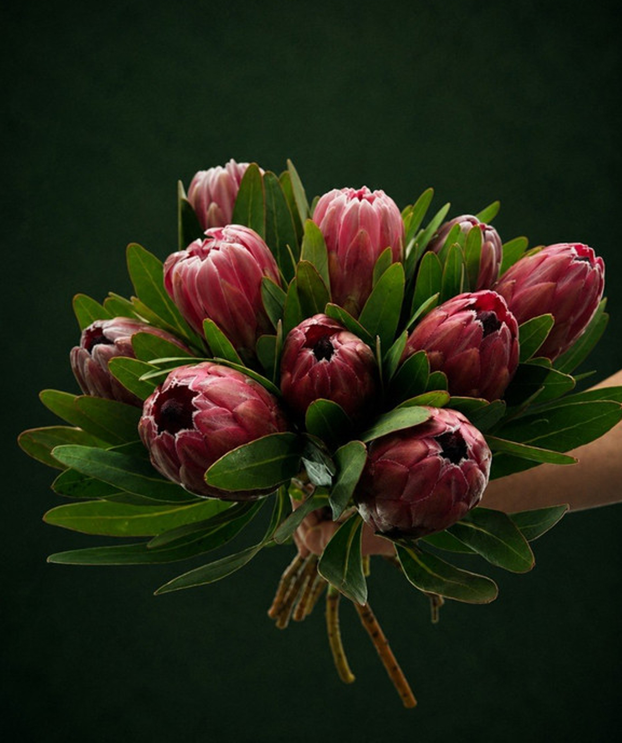Протея «Harmony Flowers» мини, 1 шт