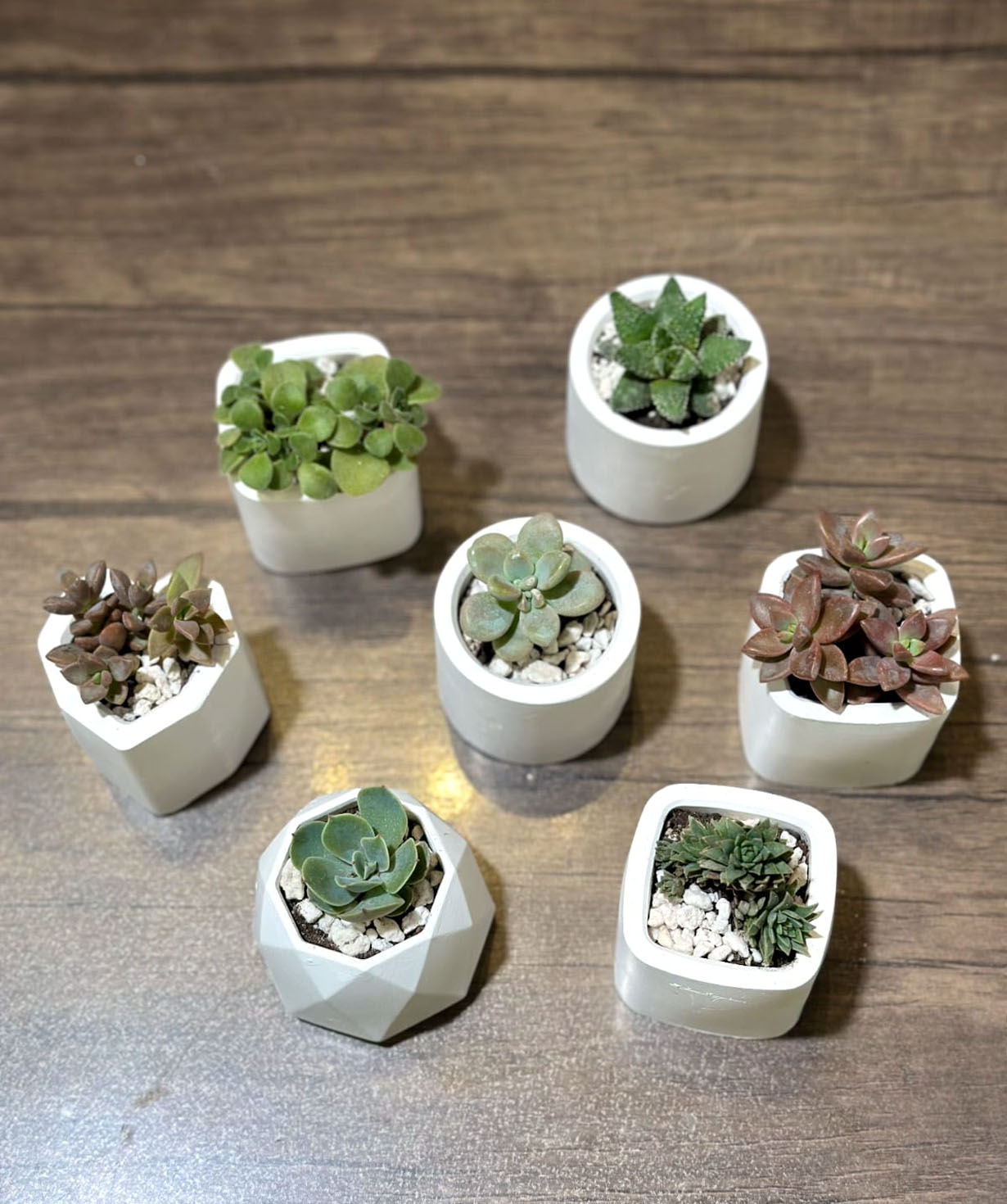 Растение «Greenarium» №54