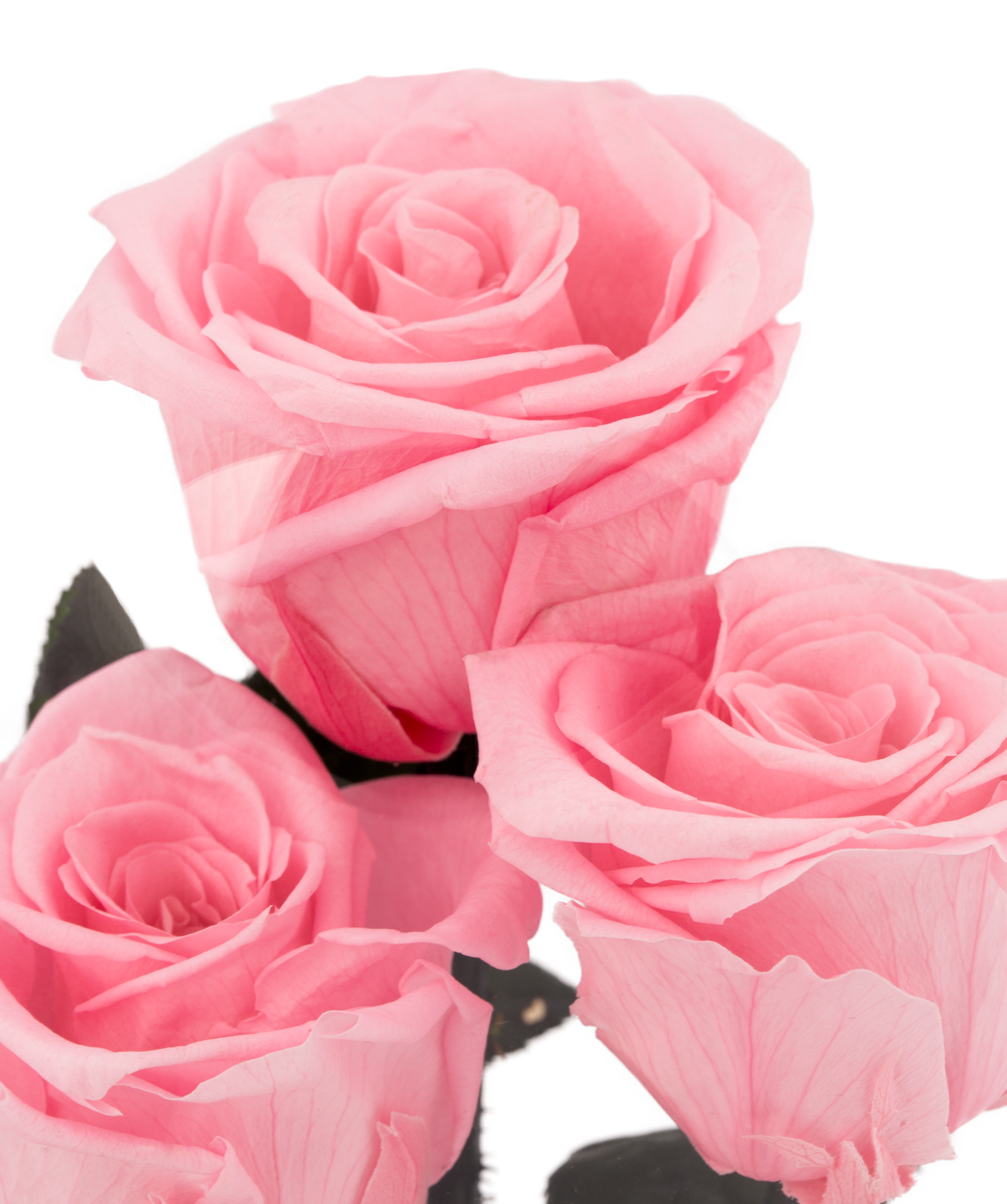 Композиция `EM Flowers` с вечными розами и гортензией розовая 28 см в колбе