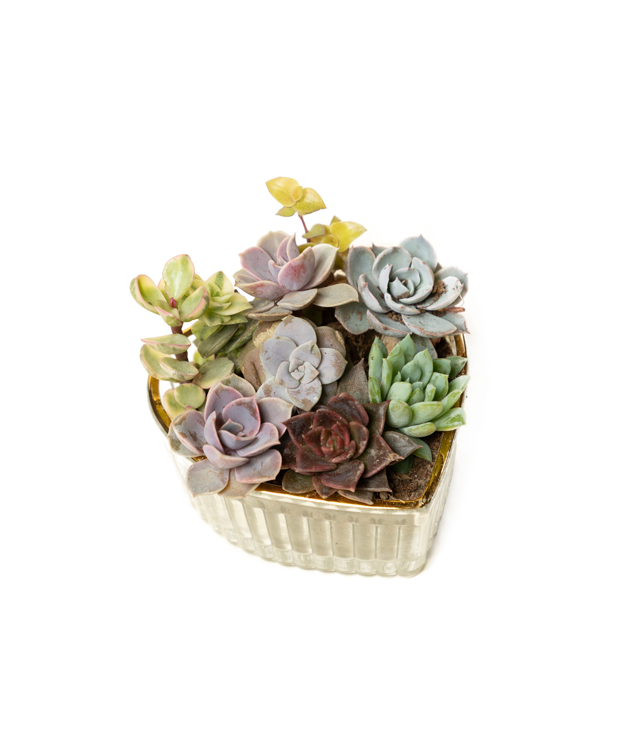 Plant «Eco Garden» Succulent №84