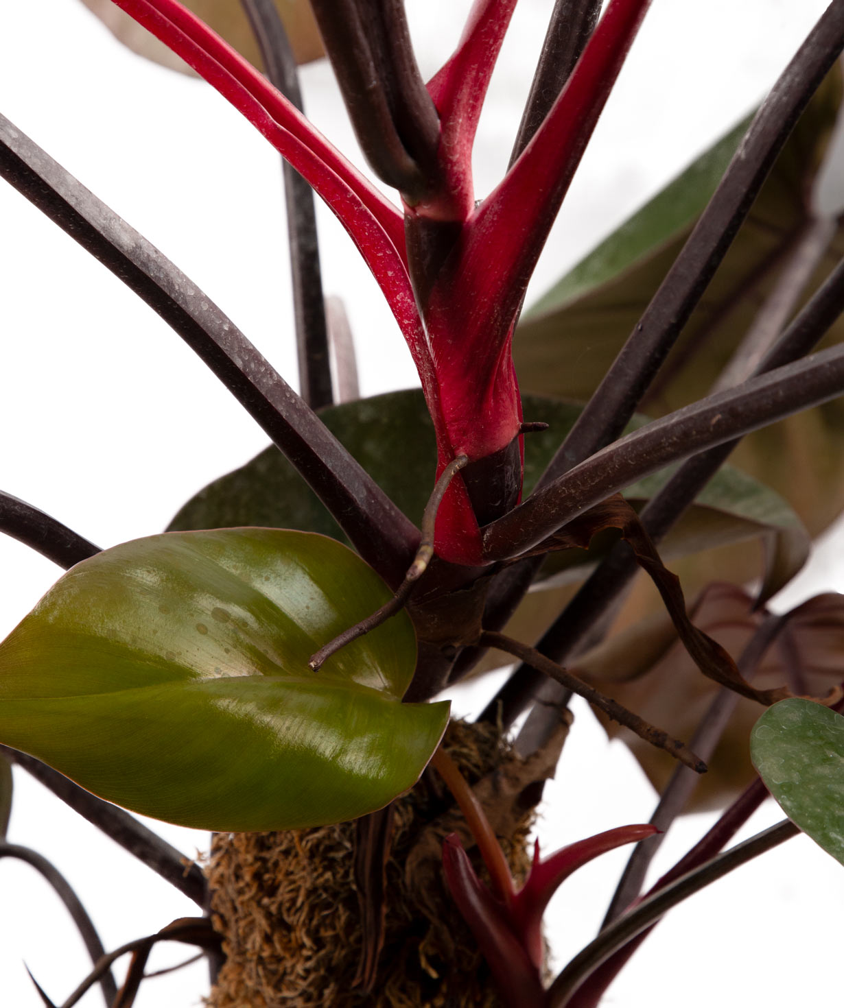 Растение «Orchid Gallery» Филодендрон №2