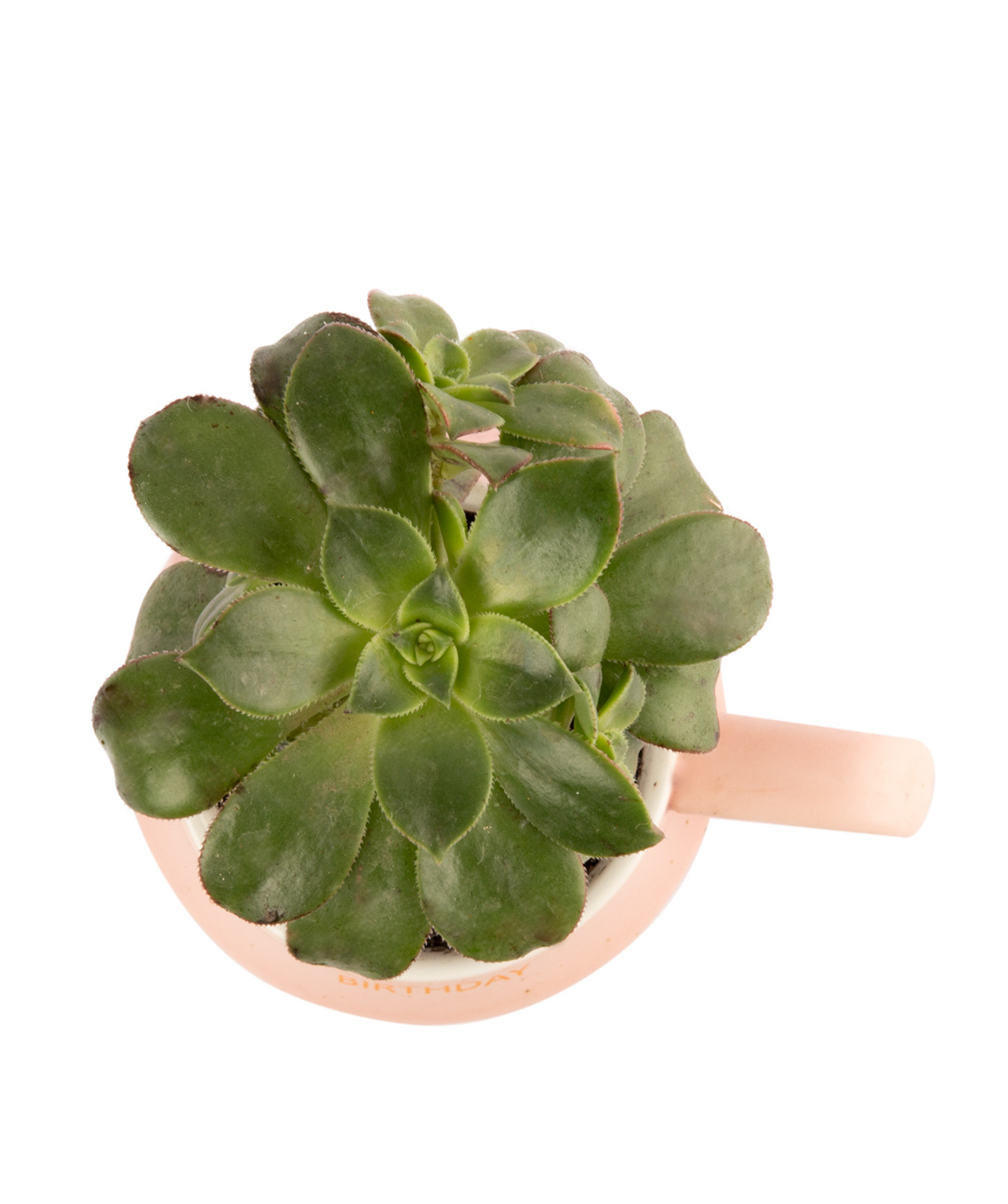 Plant `Eco Garden` Succulent №11