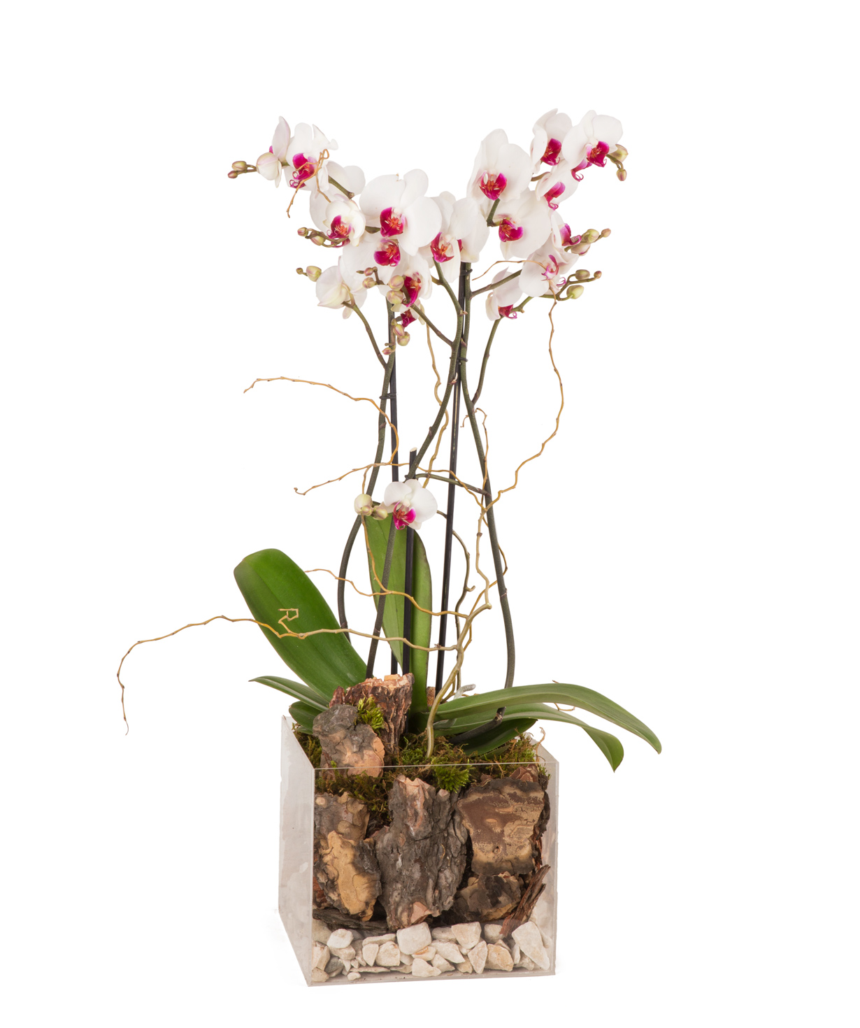 Растение `Orchid Gallery` Орхидея, в стеклянной таре №17