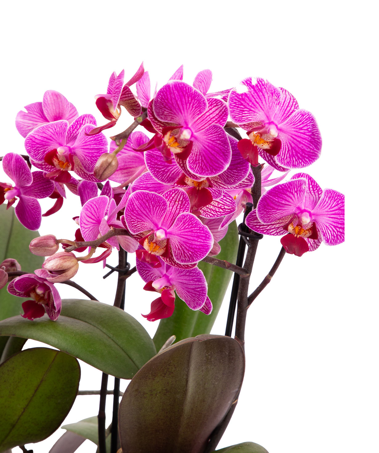 Растение «Orchid Gallery» Орхидея №31