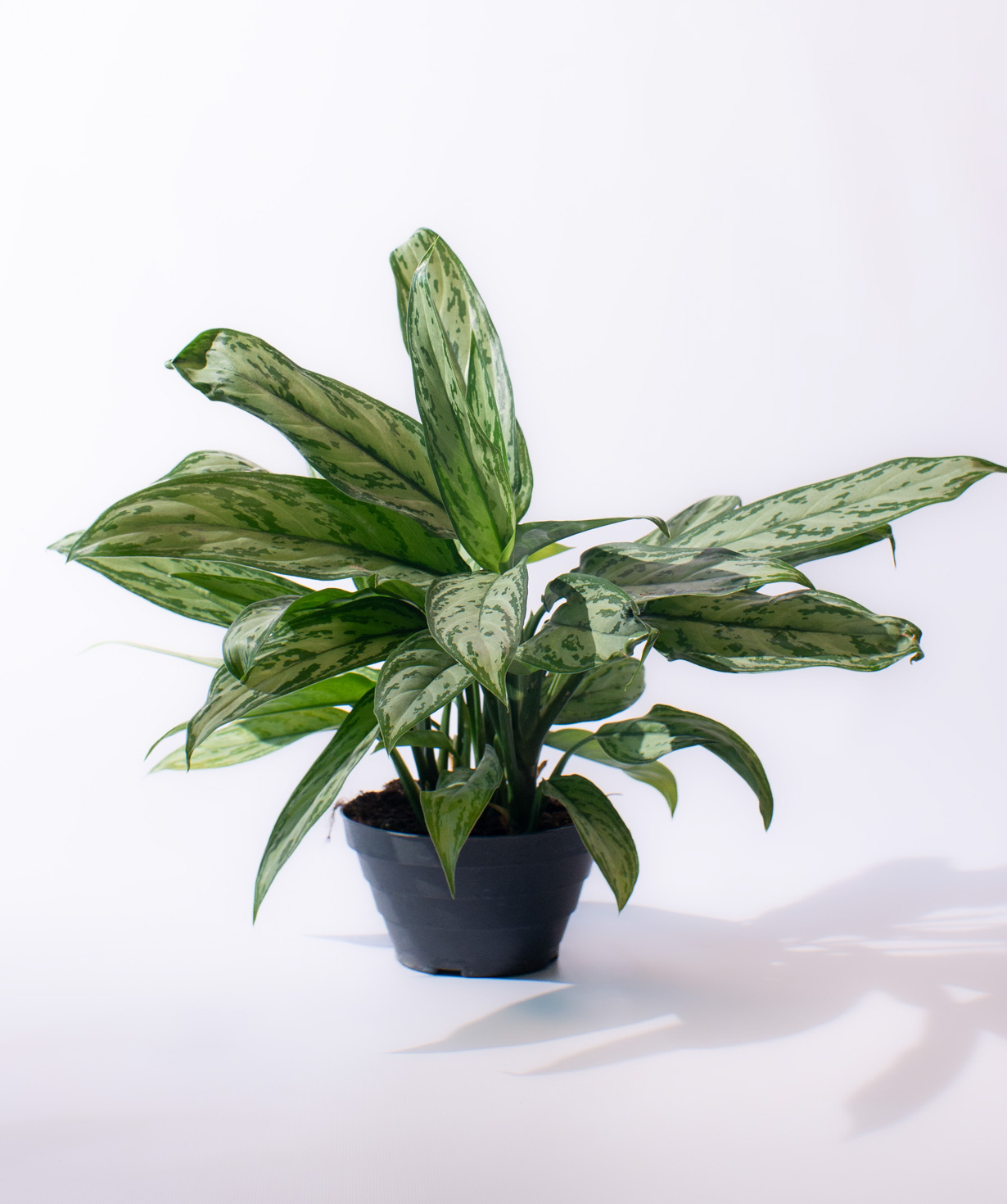 Растение «O2 Gardens» Aglaonema Silver Queen