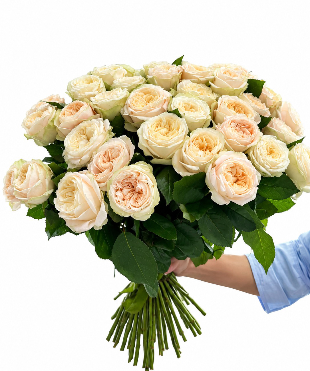 Peony rose «Harmony Flowers» cream, 70 cm, 29 pcs