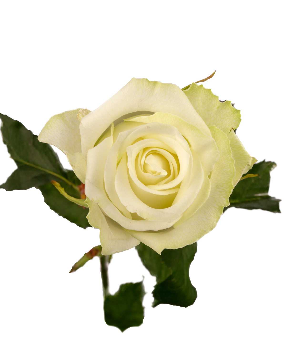 Rose `Polar star` white, 80 cm