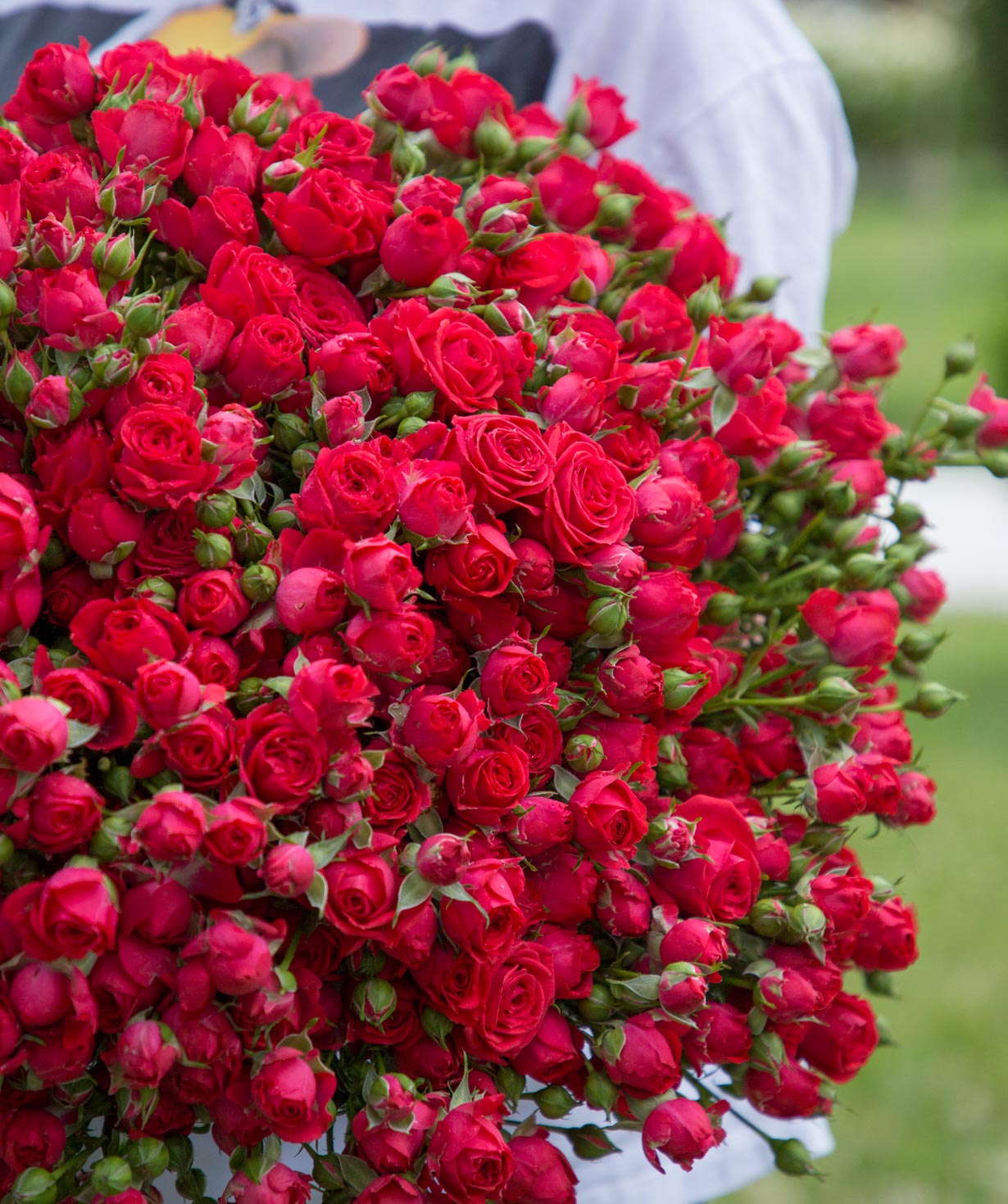 Кустовые розы ''Молокьо'' красные, 90 см
