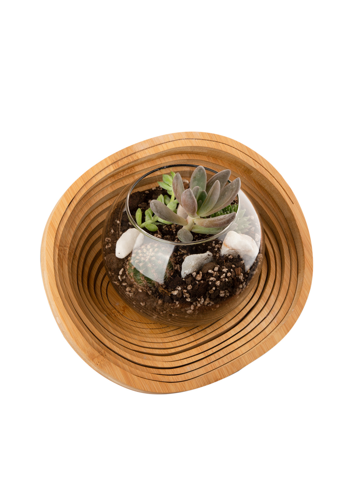 Florarium `Aries` with succulents