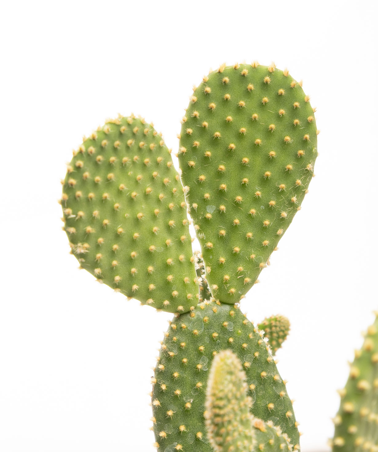 Plant «Eco Garden» Prickly pear №62